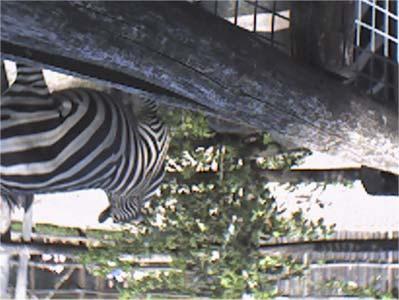Mivel az optokamera közvetlenül a hõkamera alatt volt, ezért a b), c), f) és g) ábrán az optokamera látta a zebrakarám kerítésének (vízszintes, függõleges) fém rudjait, míg e rudak a hõkamera