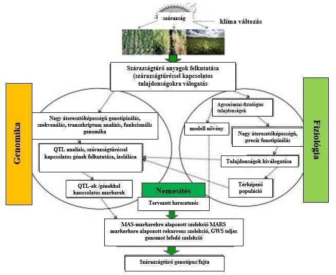 5. ábra. Szárazságtűrő genotípus előállításának lehetősége, fiziológiai, genomikai és nemesítési módszerek együttes alkalmazása mellett (MIR et al. 2012).