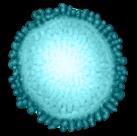 A HCV fertőzés 8-12 (-16-24) hetes kezeléssel nagy hatékonysággal gyógyítható Nukleotid-alapú kombinációk Proteáz inhibitor-alapú kombinációk Ledipasvir/sofosbuvir ribavirin genotípus 1, 3, 4, 5, 6