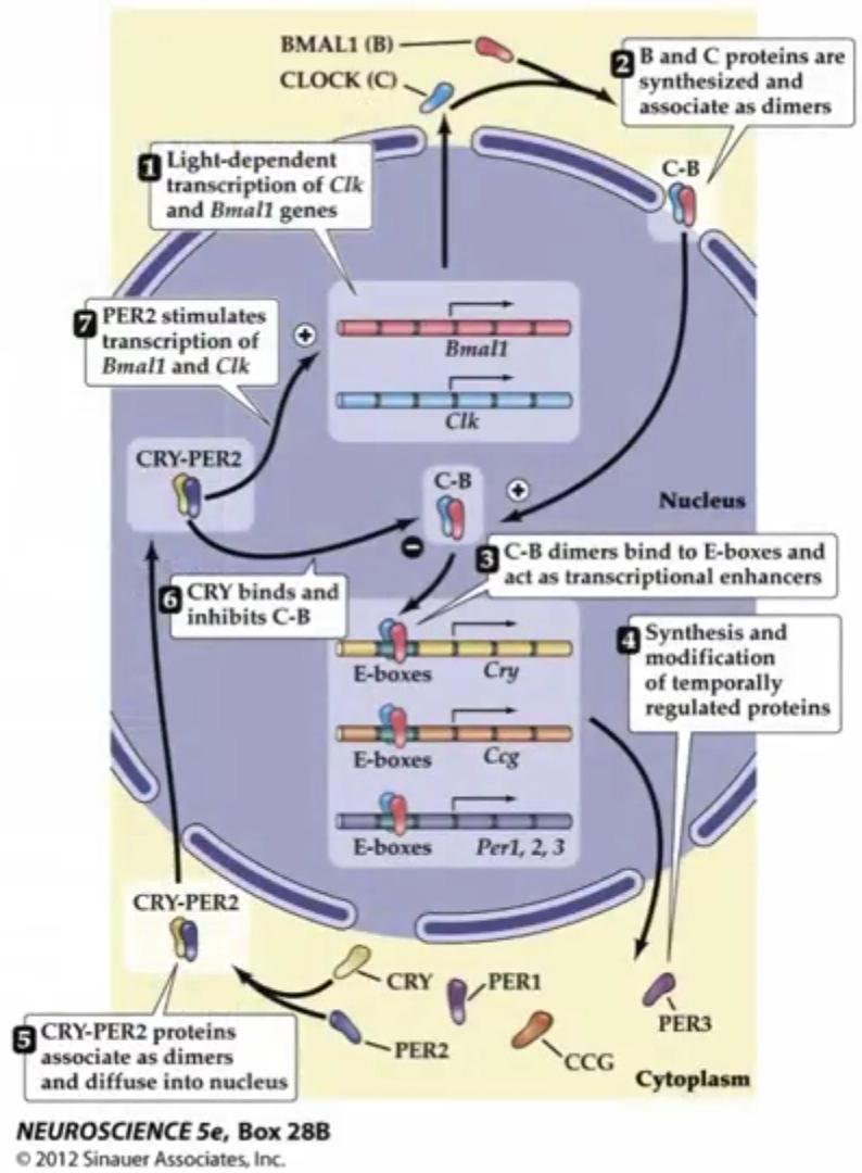 Biológiai órák molekuláris mechanizmusa SCN: spontán ritmicitás Fény mgc SCN CLOCK, BMAL1 gén transzkripció, expresszió, protein citoplazmában dimer sejtmag Szabályzó funkció: