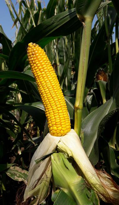Mivel Európában a kukorica tenyészidőszak átlagosan hat hónapig tart az úgynevezett holtszezont a Föld déli féltekén használják ki, hogy az éven belüli generációk számát megduplázzák.