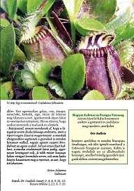 A fajt rendszertanilag kezdetben a Turbinicarpus, Neogomesia, Normanbokea, és Mammillaria nemzetségbe tartozónak vélték, s végül is ez utóbbi lett helytálló és elfogadott.