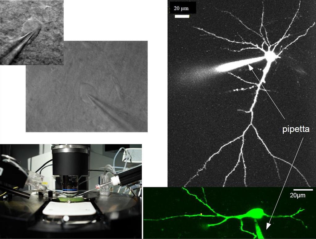 Két-fotonos fluoreszcens mikroszkóppal lehetőségünk van élő sejt-képalkotásra és funkcionális vizsgálatra.