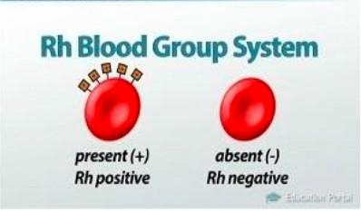 RhD antigén Száma a sejtfelszínen 10-30 ezer közötti Csak a vörösvérsejtek felszínén expresszálódik