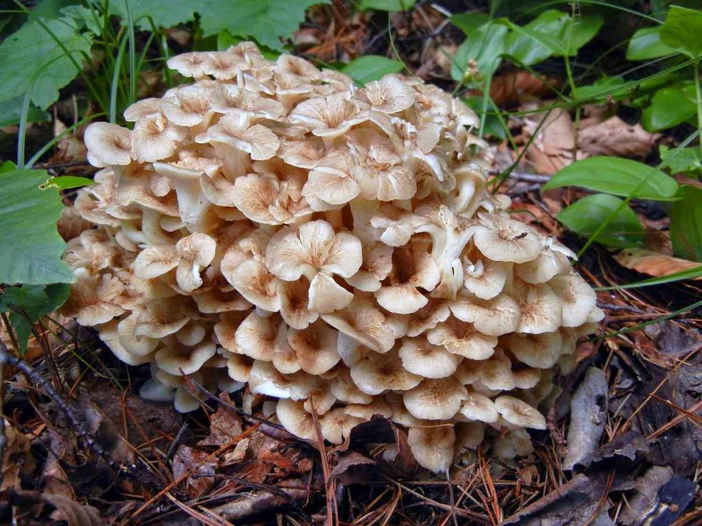 CLADOMERIS (POLYPORUS)