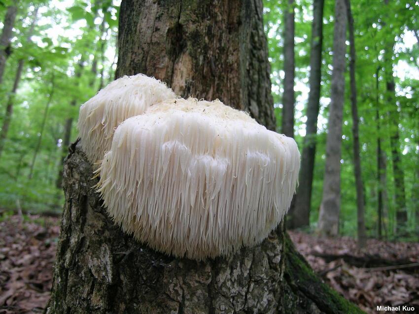 HERICIUM ERINACEUS süngomba