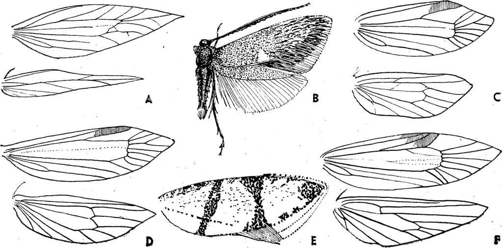 X V I, MICRO LEPIDOPTERA III MOLYLEPKÉK III 4 21 2 (1) Elülső szárnyán az r5 a külső szegélyen, a csúcs a la tt végződik. 3 (14) Elülső szárnyán az r4 és r5 ér külön van.