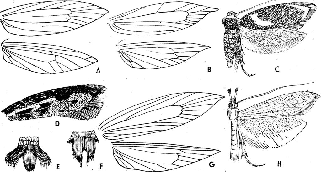 X V I. MICROLEPIDOPTERA III MOLYLEPKÉK HE 4 33 2 (1) Hátulsó szárnyán az rr és mx külön száron van (8. ábra: B) ( = Butalis Tr.) 2. nem : Scythris Hbn. 1. nem : Holcopogon Stgr.