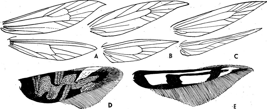 XVI. MICROLEPIDOPTERA III MOLYLEPKÉK III 4 55 A lepkék nyugalm i Helyzetben a bátulsó lábpárat az első és a középső lábpár között kidugva, meredeken fölfelé tartják. Éjszaka repülnek.