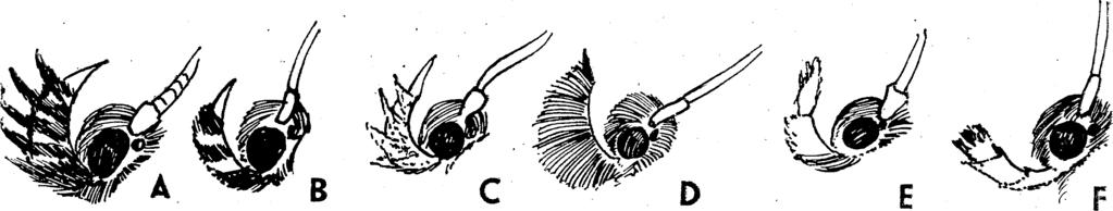 XVI. MICROLEPIDOPTERA III MOLYLEPKÉK III 4 57 3 (6) A jaktapogat ójának 2. ízén szélesen elálló szőrpam acs van. 4 (5) A jaktapogatójának csúcsíze vékony, kegyes, egyharm ad olyan hosszú, m in t a 2.