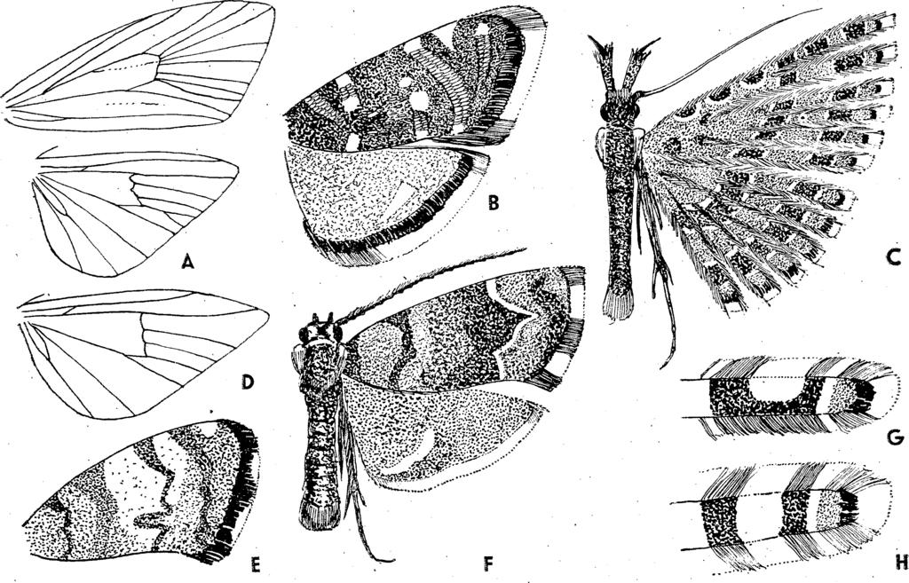 XVI. MICROLEPIDOPTERA III MOLYLEPKÉK III 4 61 előző k ét fajnál. Szárnyai viszonylagosan keskenyek. A hím iv a r szervében a valva kerek, kifelé görbülő foggal (15. ábra : A, B). 10 mm.
