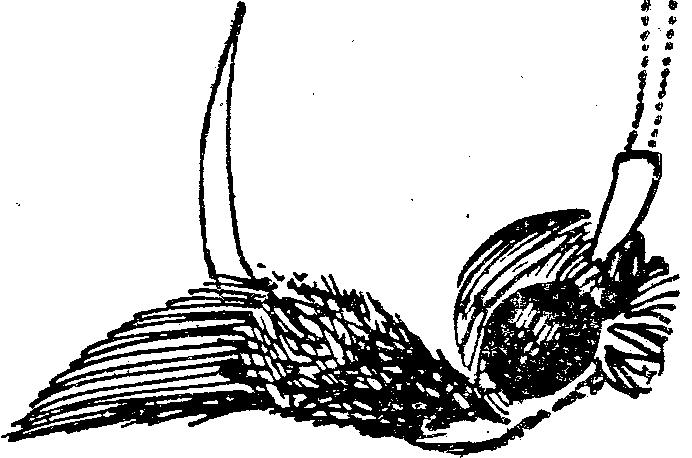 XVI. MICROLEPIDOPTERA III. MOLYLEPKÉK III 4 65 Dél-európai faj, hazánkban Csepelen gyűjtötték, valószínűleg behurcolták. H ernyója Ficus-on él.