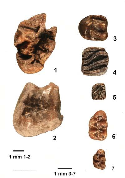 Albanensia albanensismiopetaurista Spermophilinus bredai Myoglis meini