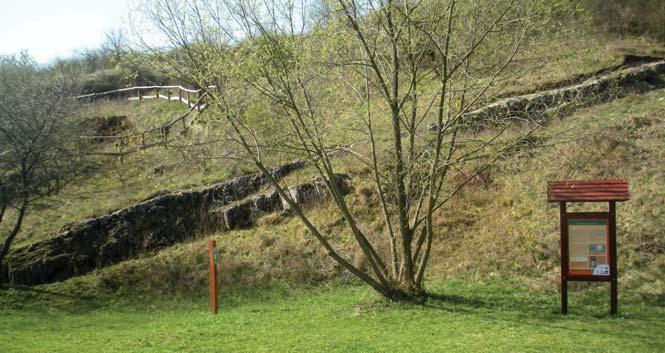 Perna NOSZKY BOGSCH BOGSCH BOGSCH BOGSCH Perna soldaniiarca barbata LINNAEUS LINNAEUS LINNAEUSVenus aglauraelutraria