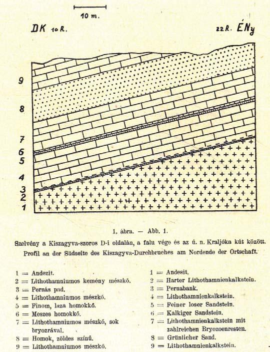 Textularia gramen gramen Textularia