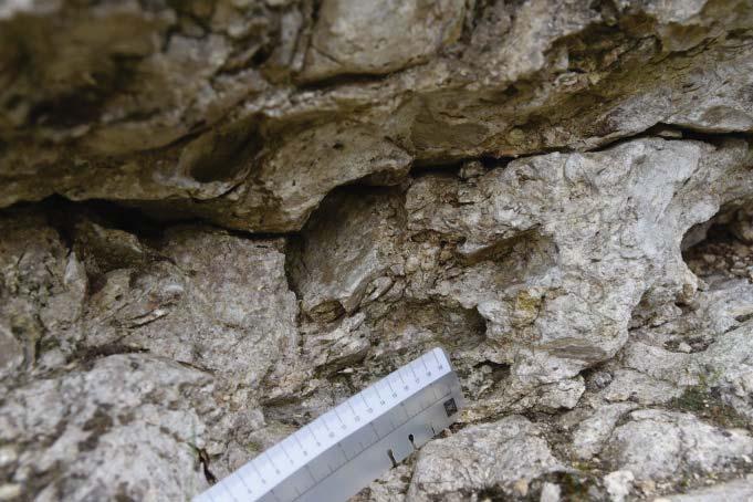 Textularia Elphidium
