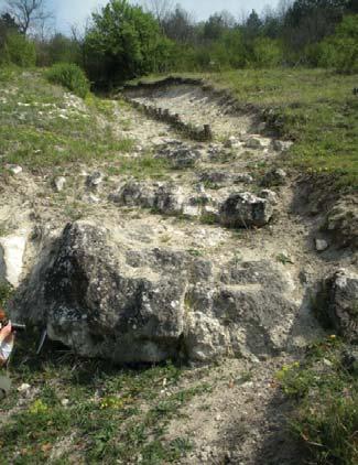 BABINSZKI BOGSCH NeritaTurritellaAncilla