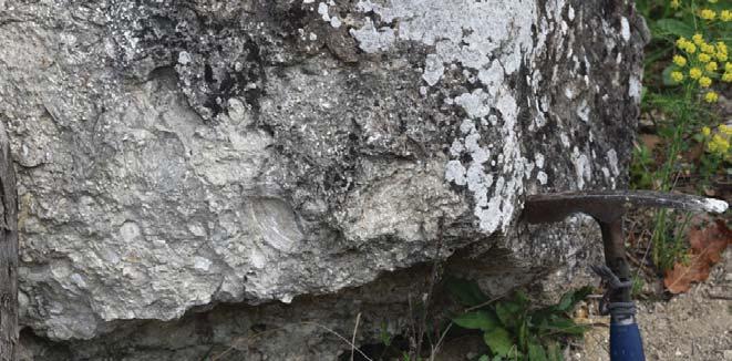 basterotitauriensismactrapsammobia uniradiata AbraPhacoides