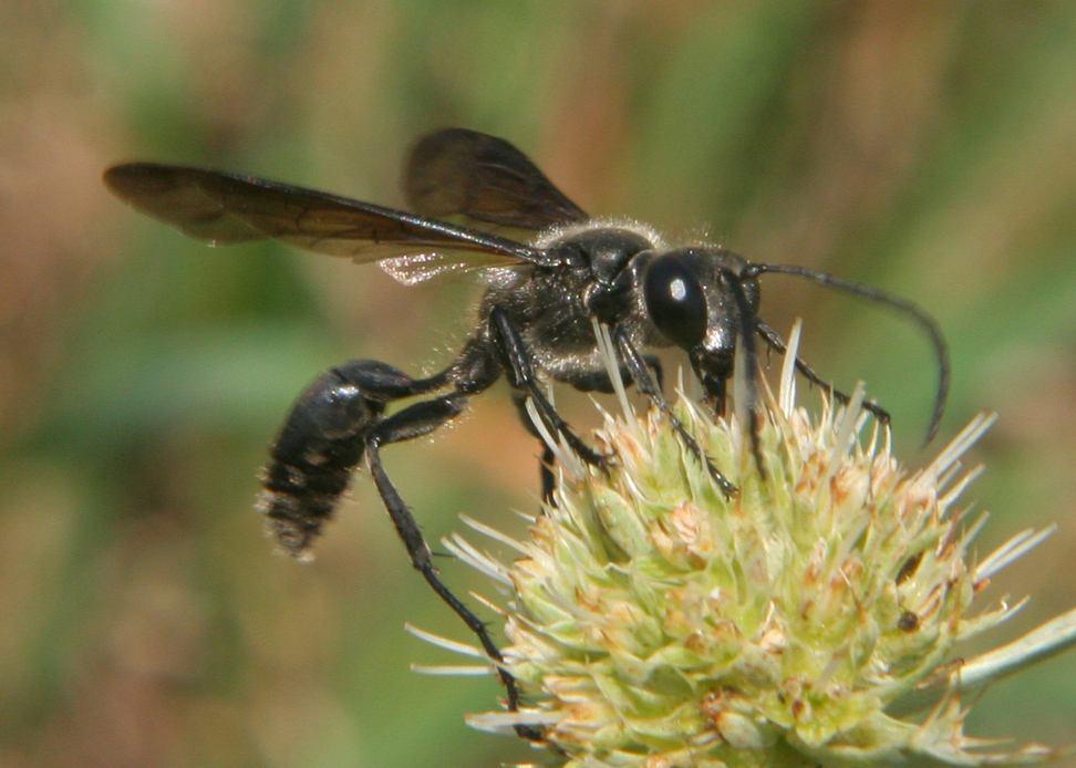 A VI. Magyar Biodiverzitás Napot az Őrségi Nemzeti Park illetékessége alá tartozó területen, Vasvár környékén, a Vasi-Hegyháton levő Csörnöc-patak völgyében szervezték 2010. június elején.