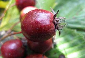 ábra Termő hajtások Crataegus punctata C.