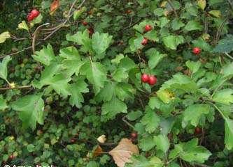 1. ábra Hazai hibridek Crataegus calycina (hosszúcsészés galagonya) Crataegus