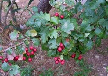 ábra Fekete termésűek Crataegus nigra (Magyar galagonya) C.