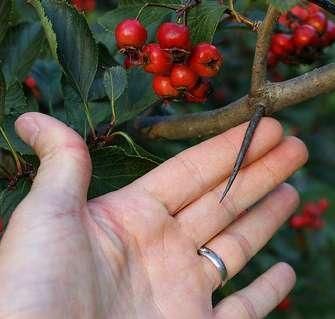 5. ábra Crataegus crus-galli ága és ágtöviséből font töviskoszorú Ágtöviseivel feltűnő fajnak számít, viszont ennek köszönheti, hogy a francia népi vallásosságban kiemelkedő szerepet kapott: Jézus