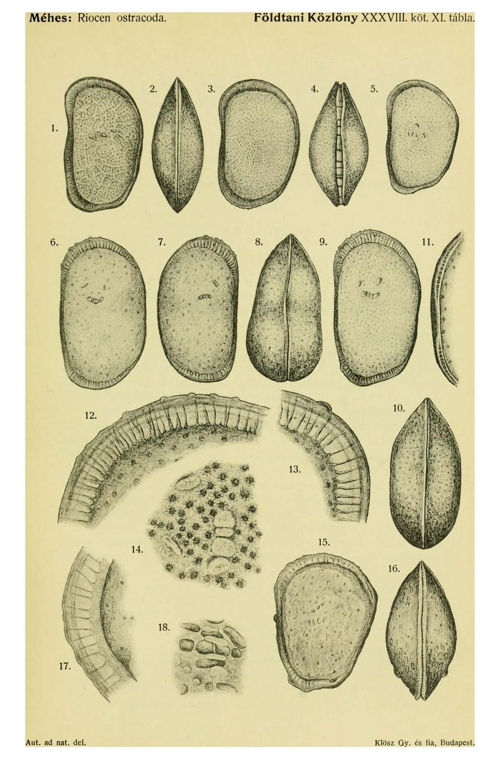 Méhes: Riocen ostracoda. Földtani Közlöny XXXVIII. köt.