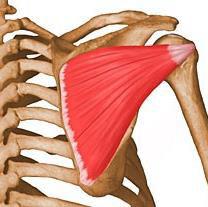 M. infraspinatus Tövis alatti izom Rotátor köpeny része Ered: lapockatövis alatti árokban / fossa infraspinata Tapad: felkarcsont nagy