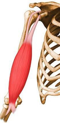 M. biceps brachii Kétfejű karizom Eredés: 2 fejjel: Hosszú fej: lapocka ízületi árka felett, a labrum glenoidale sup.