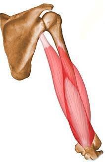 M. triceps brachii Háromfejű karizom Könyökízület egyetlen feszítőizma Ered: 3 fejjel: - hosszú fej: lapocka vápájának alsó részén (ízületen kívül) - oldalsó