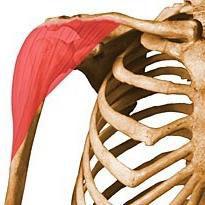 M. deltoideus Ered: clavicula vállcsúcs felőli 1/3 acromion spina scapulae Tapad: felkarcsont érdességén / tuberositas deltoidea Működés: elülső