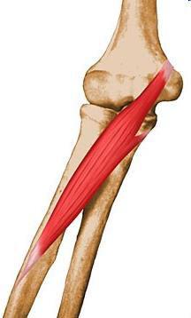 M. pronator teres Hengeres borintóizom Ferdén fut Ered: humerus epicondylus medialis és a sing csont ulna proximalis