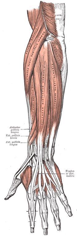 Csukló-, ujjextensorok jobbról M. extensor carpi ulnaris M.