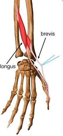 M. extensor pollicis brevis et longus Rövid és hosszú hüvelykujj feszítő izom Eredés: