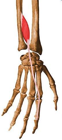 M. extensor indicis Mutatóujj saját feszítőizma Ered: singcsonton distalis részén