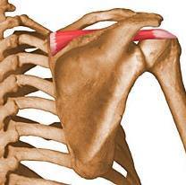 M. supraspinatus Tövis feletti izom Rotátor köpeny része Kitölti a lapockatövis / spina scapulae feletti árkot / fossa supraspinata Ered: lapockatövis feletti