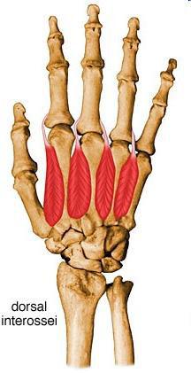 M. interosseus dorsalis 4 db Metacarpusok Extensor izom ínában 2 III.