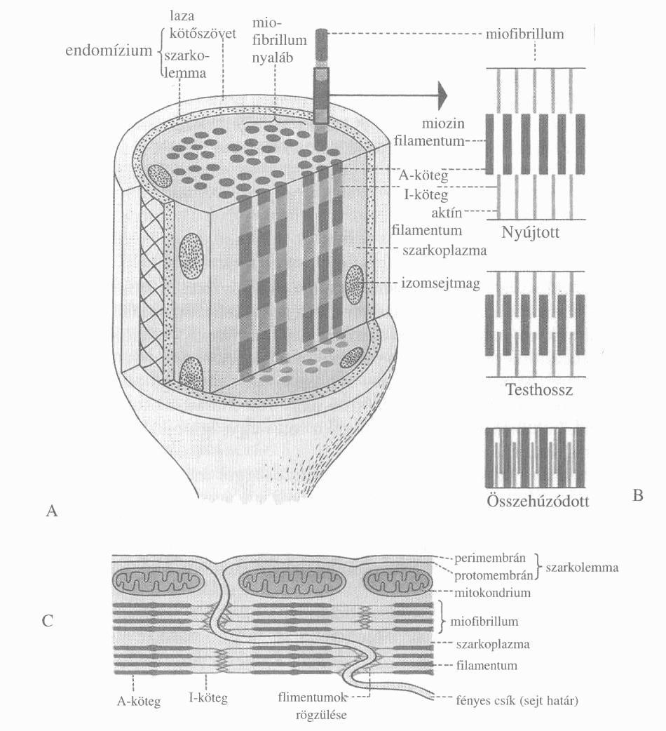 4. ábra. Harántcsíkolt izom: vázizomrost (A), egy miofibrillum különböző megnyúlási állapota (B) (TANÁCS, 2005) A myofibrillumok szarkomérekből épülnek fel.