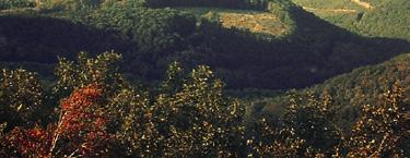 Erdei
