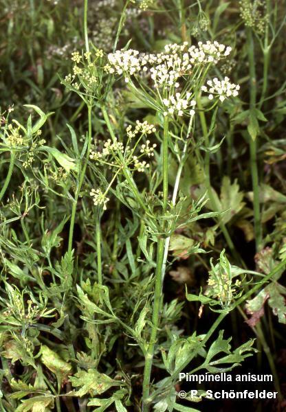 Közönséges ánizs Pimpinella anisum L. Apiaceae Drog: Anisi fructus (Ph. Eur. 4., Ph. Hg. VIII.), Anisi aetheroleum (Ph. Eur. 4., Ph. Hg. VIII.). Termesztett, ikerkaszat termés.