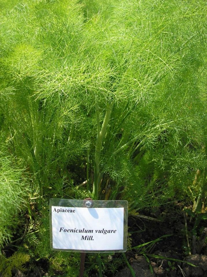 Édeskömény Keserű: Foeniculum vulgare Miller subsp.