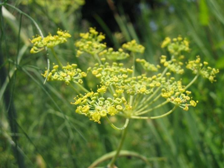 vulgare Édes: Foeniculum vulgare Miller subsp.