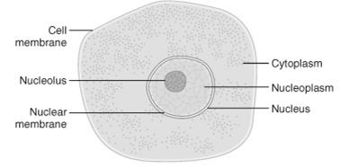 Sejtalkotók: 1. Sejtmembrán 2.Cytoplasma = cytosol 3.