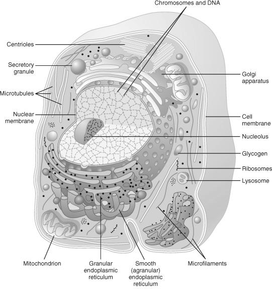 Lizoszoma 6. Peroxisoma 7. Szekretoros vesikulák 8.