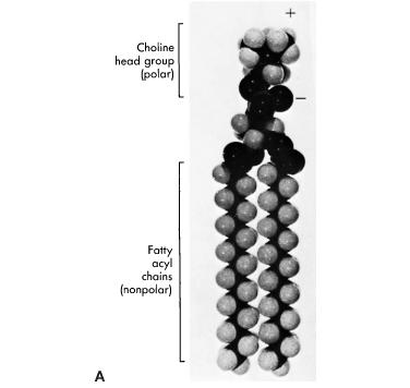 Hidrofil (vízoldékony): foszfátok, OH, glikolipidek LIPIDEK Hidrofób