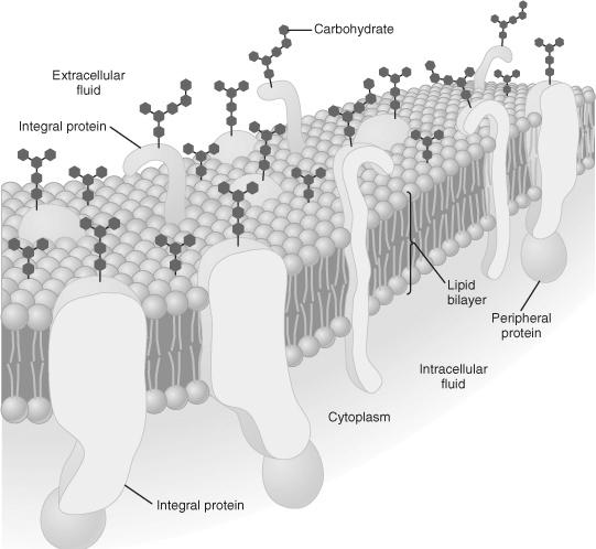 Membránfehérjék (55%): perifériás: enzimek, receptoralkotó integráns (főleg