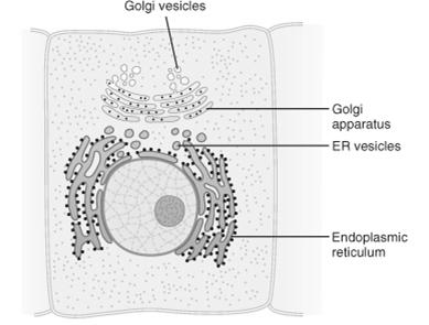 Agranuláris: lipid szintézis, glikogén bontás 4.