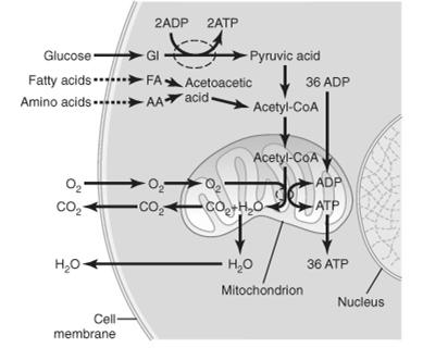 lebontása Energianyerés (ATP szintézis) Mozgás