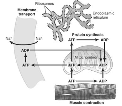funkciók Energianyerés:ATP synthesis ATP